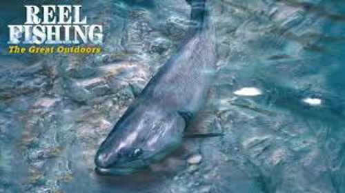 Reel Fishing - The Great Outdoors