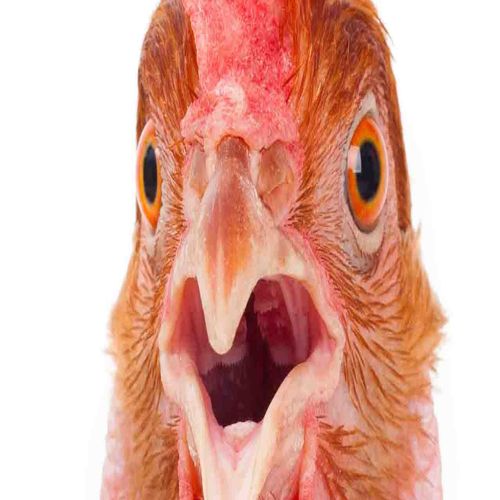 Sự thật về 'tần số cộng hưởng hộp sọ gà' — truyền thuyết kéo dài 33 năm