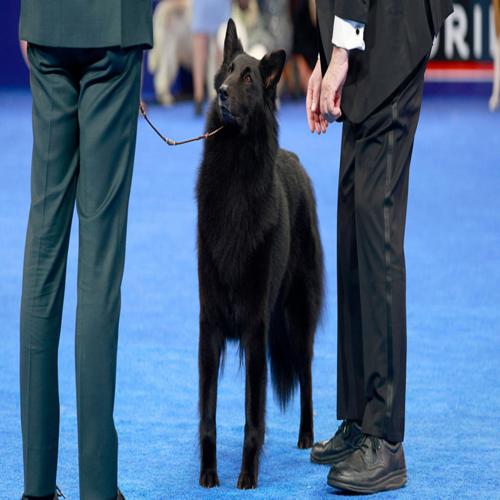 Quý cô uy nghi đăng quang tại National Dog Show 2025